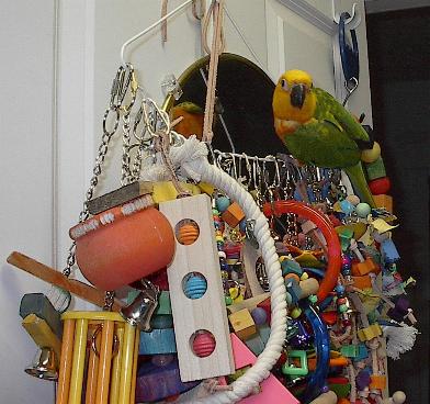 Sunny, the King of the Toys